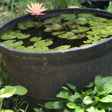 How To Create a Mini Water Garden On a Budget.