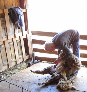 how to shear a sheep
