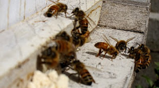 bees buzzing