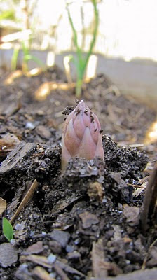 asparagus sprouting