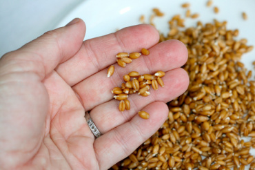 LEARNING: How to Soak and Sprout Grains
