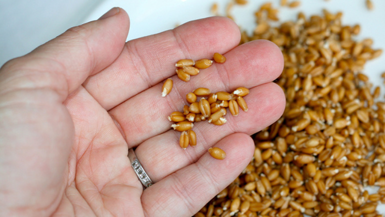LEARNING: How to Soak and Sprout Grains