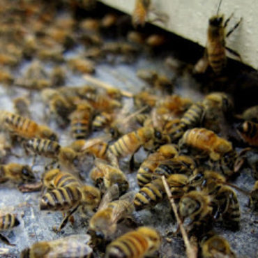 Bees: Discover and learn from the bees