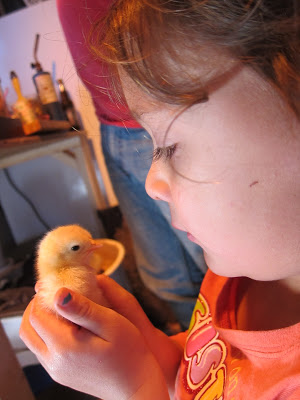 raising chickens with kids