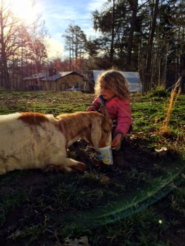 Life Cycle: Apple Trees and Goats