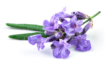 Essential Oils Lavender Oil