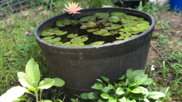 How To Create a Mini Water Garden On a Budget.