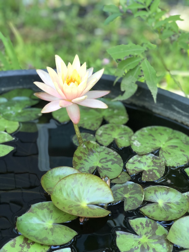 water lily blooming in water barrel pond.
