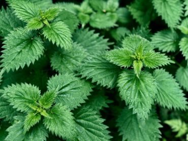 Stinging Nettles and why they are good for you