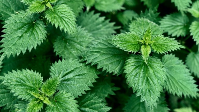 Stinging Nettles and why they are good for you