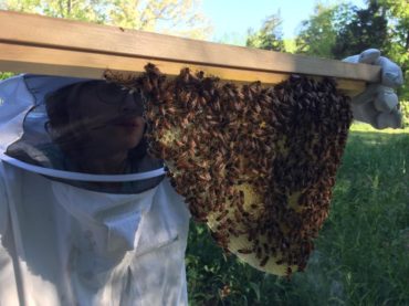 Beekeeping: FAQs, and tips.